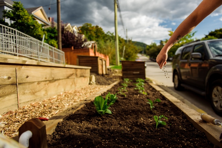 Rapid Action Resources for Local Governments: Community Food Production: Part II